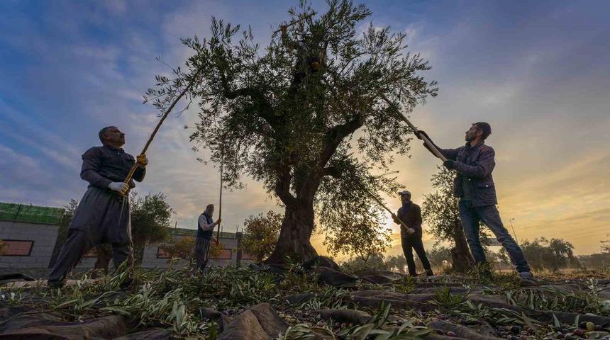 Gaziantep ve bölgede zeytin hasadı başladı