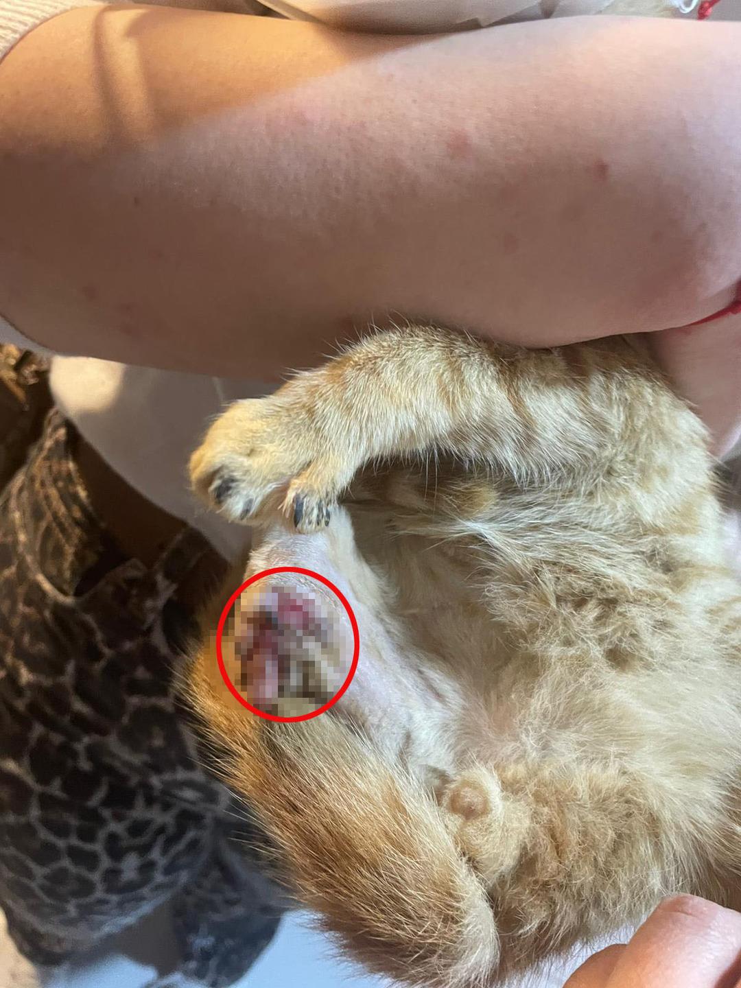 Bağlama büyüsü için vahşet! Sokak hayvanlarının uzuvlarını kesmişler 1