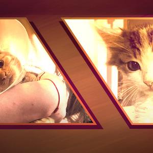 Bağlama büyüsü için vahşet!  Sokak hayvanlarının uzuvlarını kesmişler