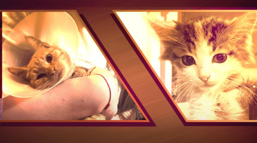 Bağlama büyüsü için vahşet!  Sokak hayvanlarının uzuvlarını kesmişler