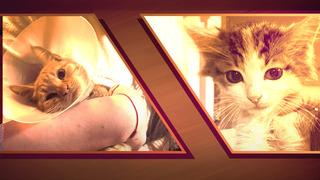 Bağlama büyüsü için vahşet!  Sokak hayvanlarının uzuvlarını kesmişler