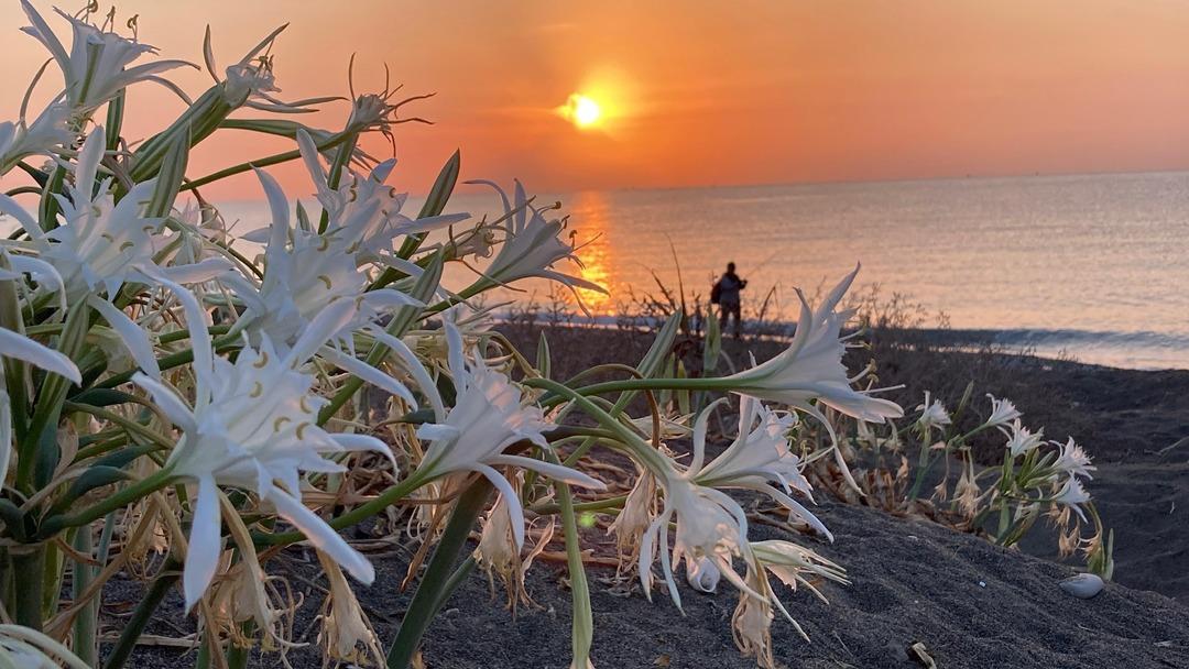 Bu çiçeği koparmanın cezası 2 milyon 800 bin TL! Nesli tükeniyor tehlikesi: Kum zambakları koruma altında 1
