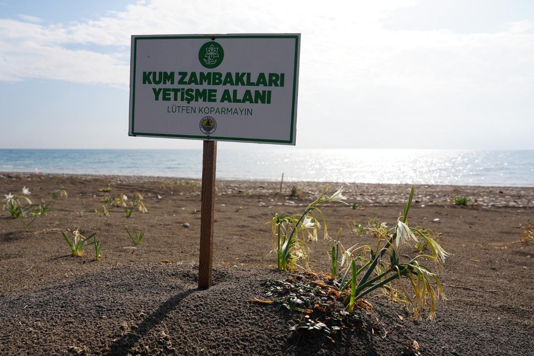 Bu çiçeği koparmanın cezası 2 milyon 800 bin TL! Nesli tükeniyor tehlikesi: Kum zambakları koruma altında 8