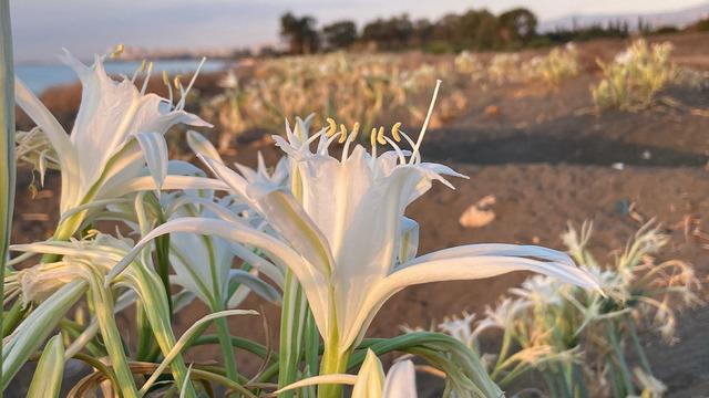 Bu çiçeği koparmanın cezası 2 milyon 800 bin TL! Nesli tükeniyor tehlikesi: Kum zambakları koruma altında