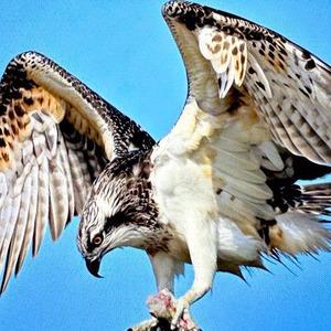 Türkiye’de nadir görülüyor: Balık kartalı Bursa’da görüntülendi! 