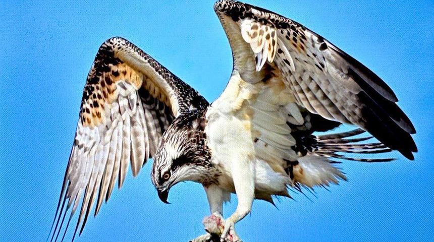 Türkiye’de nadir görülüyor: Balık kartalı Bursa’da görüntülendi! 