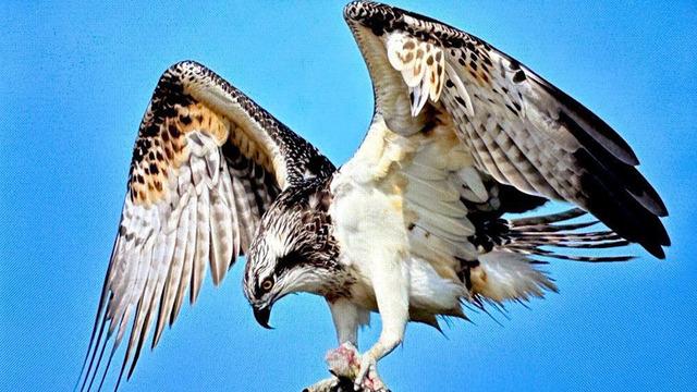 Türkiye’de nadir görülüyor: Balık kartalı Bursa’da görüntülendi! 