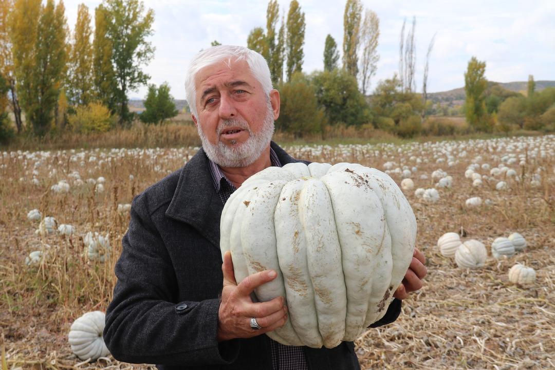 Psikoloji düzelten meşhur kabak: “Kestane Kabağı" Eskişehir de ata tohumundan üretiliyor: Ünlü bal kabağında hasat zamanı 2