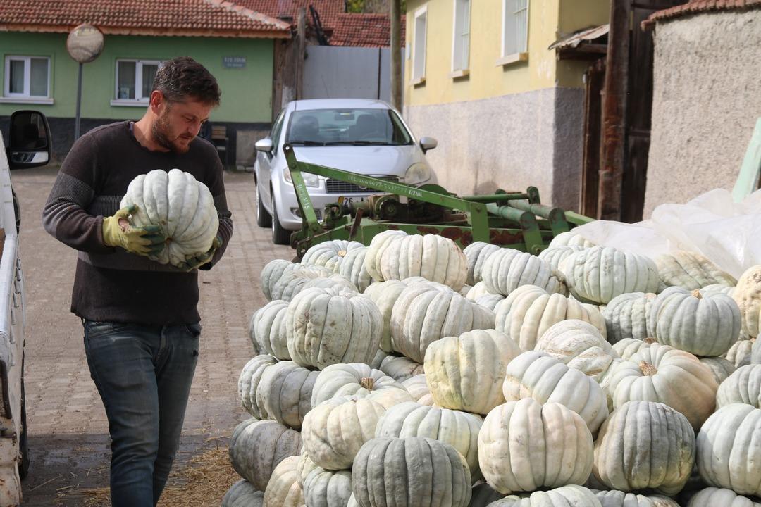 Psikoloji düzelten meşhur kabak: “Kestane Kabağı" Eskişehir de ata tohumundan üretiliyor: Ünlü bal kabağında hasat zamanı 3