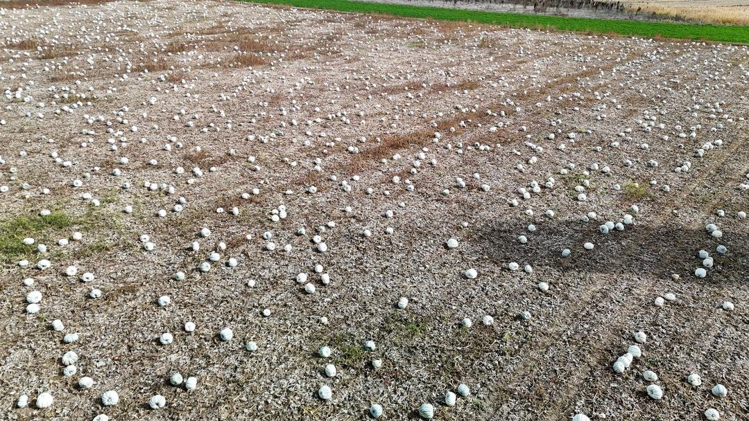 Psikoloji düzelten meşhur kabak: “Kestane Kabağı" Eskişehir de ata tohumundan üretiliyor: Ünlü bal kabağında hasat zamanı 4