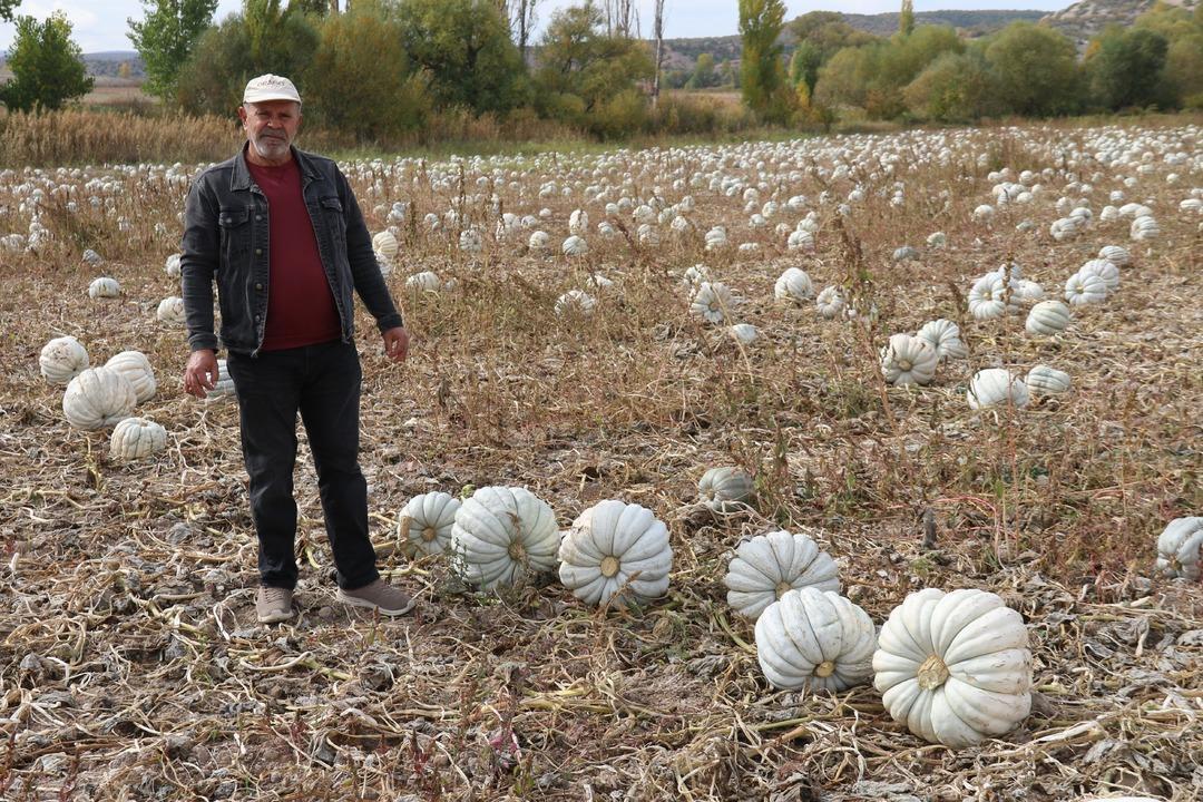 Psikoloji düzelten meşhur kabak: “Kestane Kabağı" Eskişehir de ata tohumundan üretiliyor: Ünlü bal kabağında hasat zamanı 5