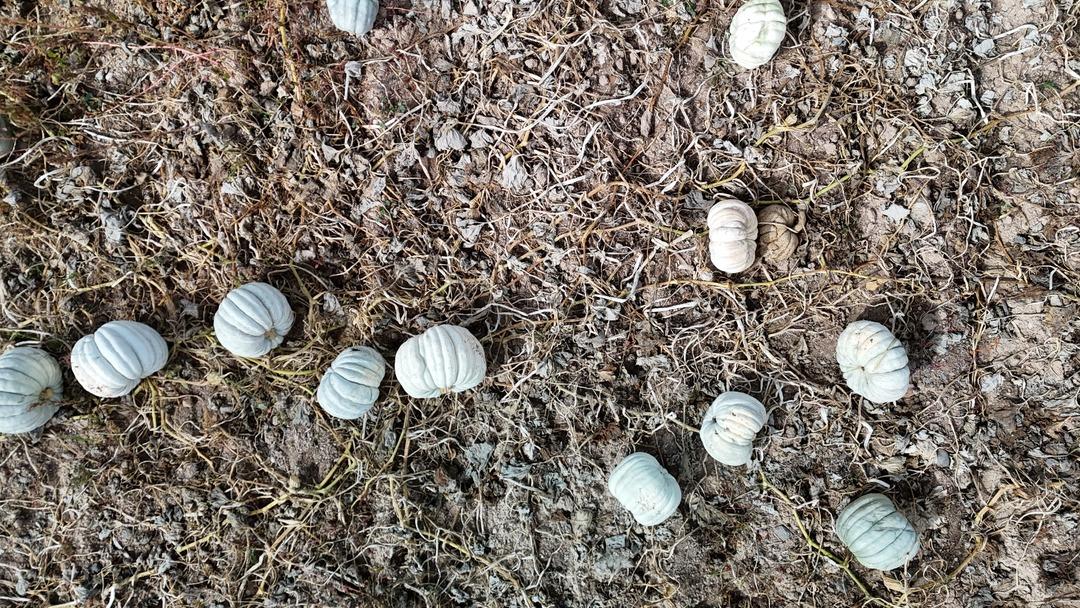 Psikoloji düzelten meşhur kabak: “Kestane Kabağı" Eskişehir de ata tohumundan üretiliyor: Ünlü bal kabağında hasat zamanı 6