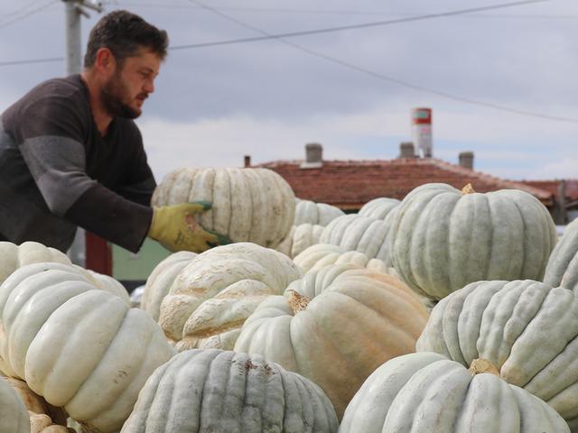 Psikoloji düzelten meşhur kabak: “Kestane Kabağı" Eskişehir'de ata tohumundan üretiliyor: Ünlü bal kabağında hasat zamanı