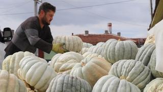 Psikoloji düzelten meşhur kabak: “Kestane Kabağı Eskişehir'de ata tohumundan üretiliyor: Ünlü bal kabağında hasat zamanı