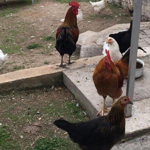 Yer Manisa... CİMER şikayeti mahalleyi ayağa kaldırdı: “İnek, tavuk serbest dolaşıyor” şikayeti! 