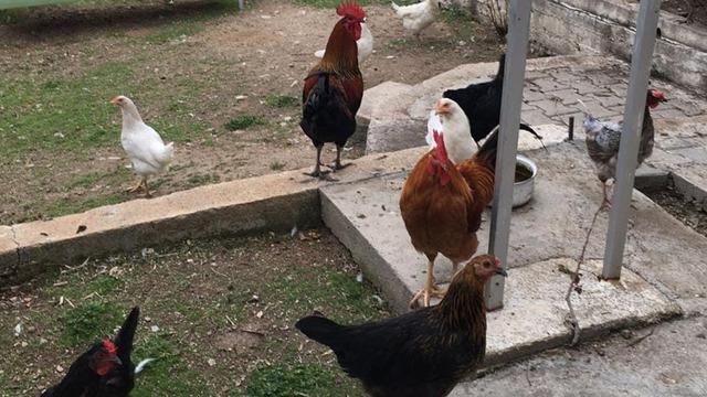 Yer Manisa... CİMER şikayeti mahalleyi ayağa kaldırdı: “İnek, tavuk serbest dolaşıyor” şikayeti! 