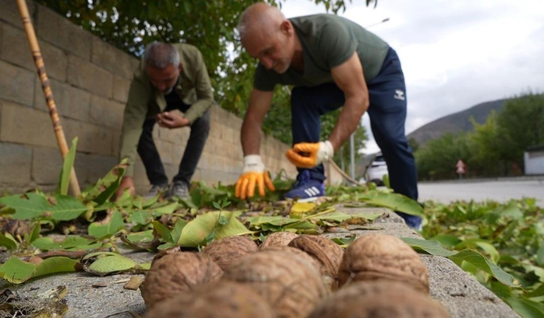 Türkiye’nin en kaliteli cevizleri yetişiyor! İnce kabuklu, dolu içli: Erzincan cevizinde hasat zamanı 1