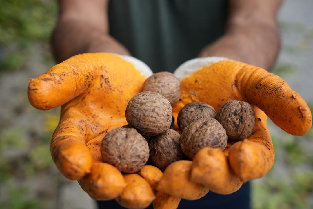Türkiye’nin en kaliteli cevizleri yetişiyor! İnce kabuklu, dolu içli: Erzincan cevizinde hasat zamanı 2