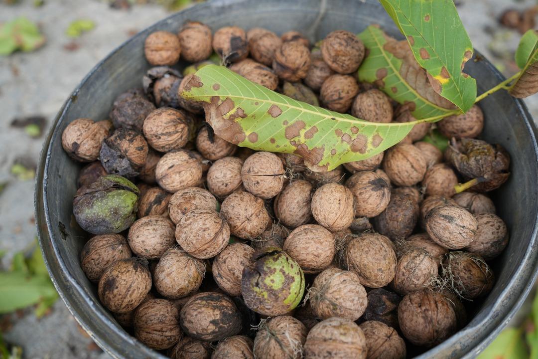 Türkiye’nin en kaliteli cevizleri yetişiyor! İnce kabuklu, dolu içli: Erzincan cevizinde hasat zamanı 3