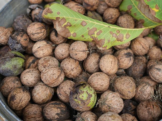 Türkiye’nin en kaliteli cevizleri yetişiyor! İnce kabuklu, dolu içli: Erzincan cevizinde hasat zamanı