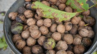 Türkiye’nin en kaliteli cevizleri yetişiyor! İnce kabuklu, dolu içli: Erzincan cevizinde hasat zamanı