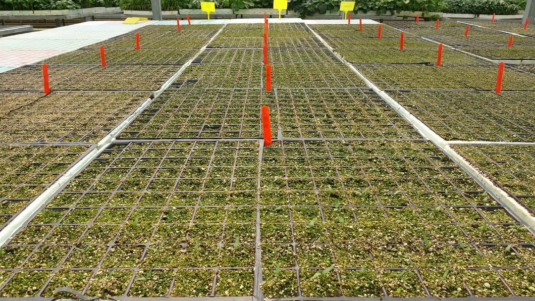 Türkiye’nin yerli meyve mirası kayboldu uyarısı: "Yabancı türler genetik mirasımızı yok etti" 1