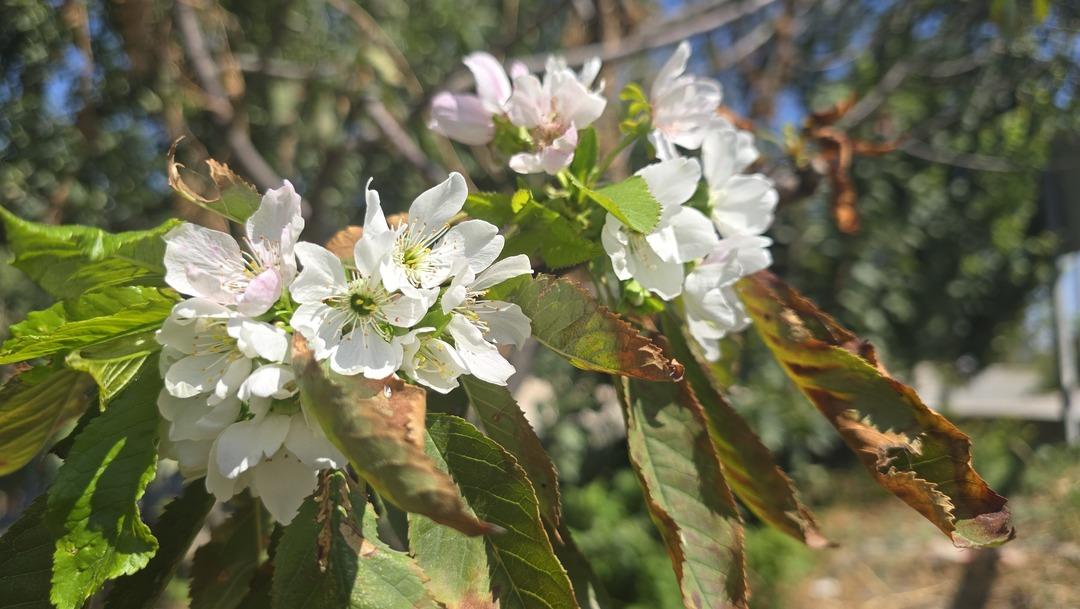 Türkiye’nin yerli meyve mirası kayboldu uyarısı: "Yabancı türler genetik mirasımızı yok etti" 2