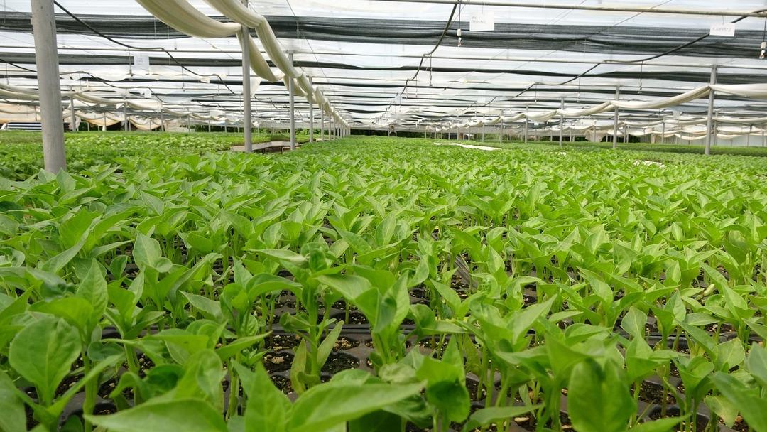 Türkiye’nin yerli meyve mirası kayboldu uyarısı: "Yabancı türler genetik mirasımızı yok etti" 3