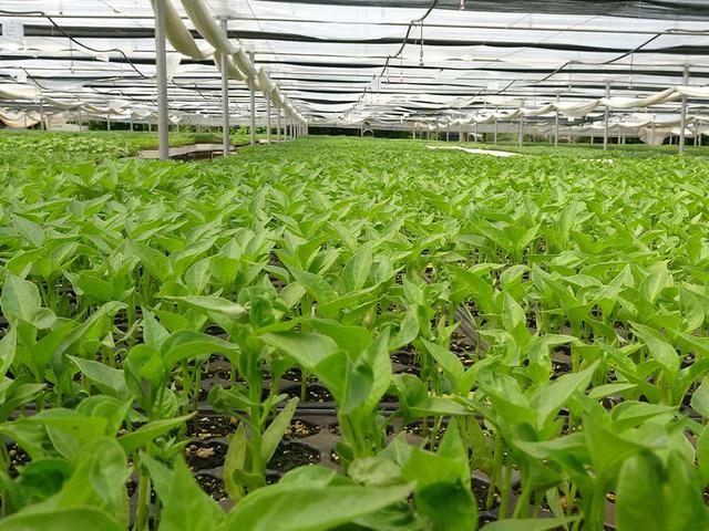 Türkiye’nin yerli meyve mirası kayboldu uyarısı: "Yabancı türler genetik mirasımızı yok etti"