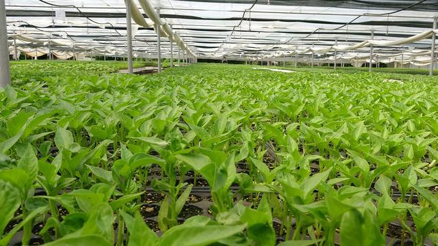 Türkiye’nin yerli meyve mirası kayboldu uyarısı: Yabancı türler genetik mirasımızı yok etti