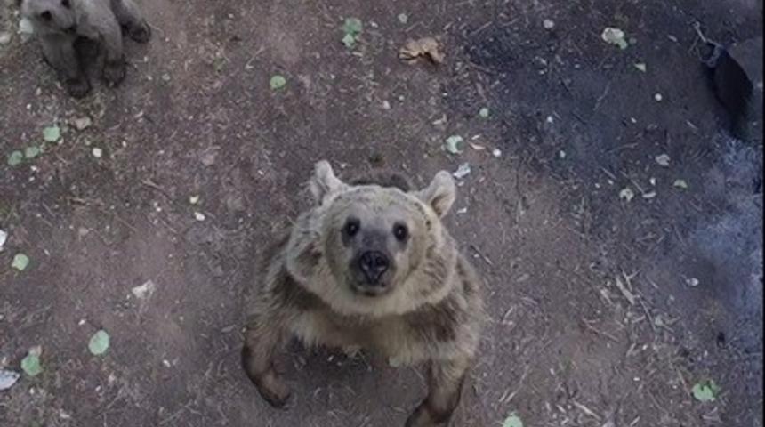 Ayılar dronla karşılaştı: O anlar kameraya böyle yansıdı