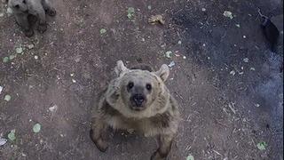 Ayılar dronla karşılaştı: O anlar kameraya böyle yansıdı