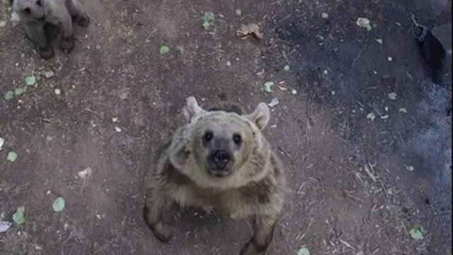 Ayılar dronla karşılaştı: O anlar kameraya böyle yansıdı