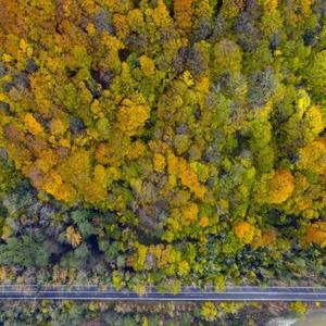 Ağaç tünel yol Safranbolu ve Amasra arasında köprü oluşturuyor