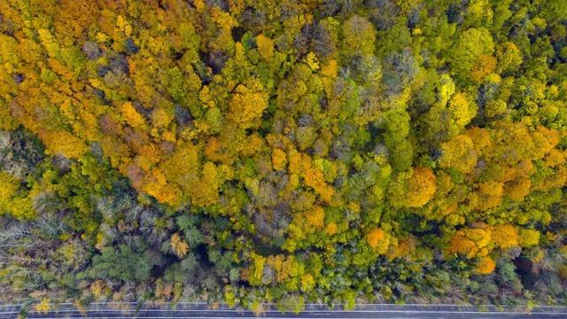 Ağaç tünel yol Safranbolu ve Amasra arasında köprü oluşturuyor