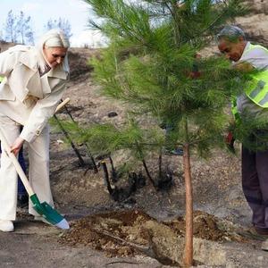 Yangın bölgesinde ilk fidanlar toprakla buluştu