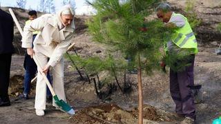Yangın bölgesinde ilk fidanlar toprakla buluştu
