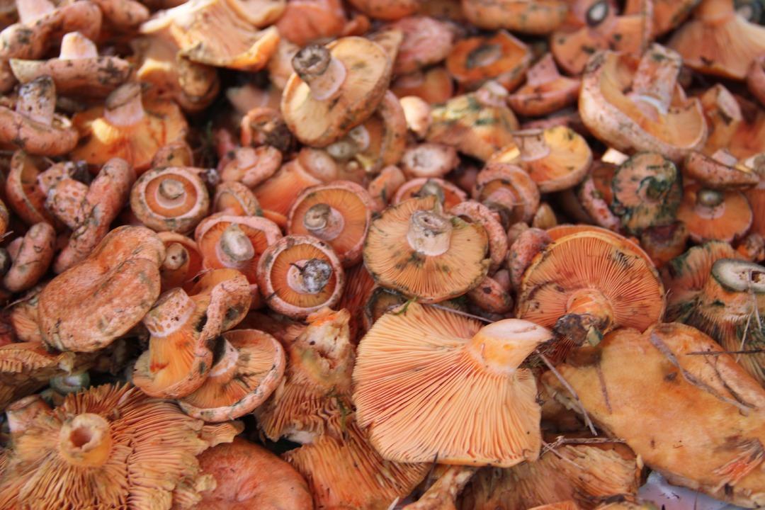 Kilosu 500 lira... Ege Bölgesi nin en sevilen sonbahar lezzeti: Çıntar pazar tezgahlarında yerini aldı 2