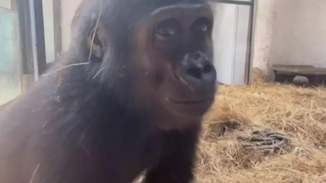 Goril e DNA testi yaptırdılar! Türkiye de kalacak 2