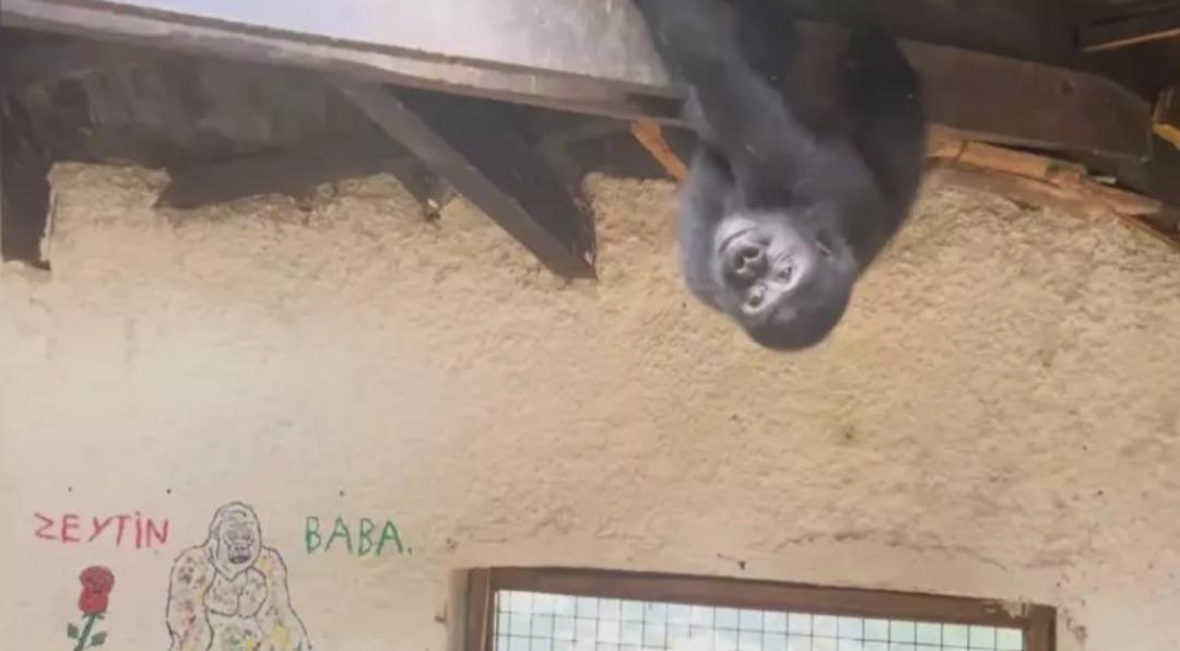 Goril e DNA testi yaptırdılar! Türkiye de kalacak 1