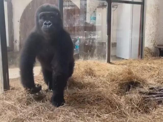 Goril'e DNA testi yaptırdılar! Türkiye'de kalacak