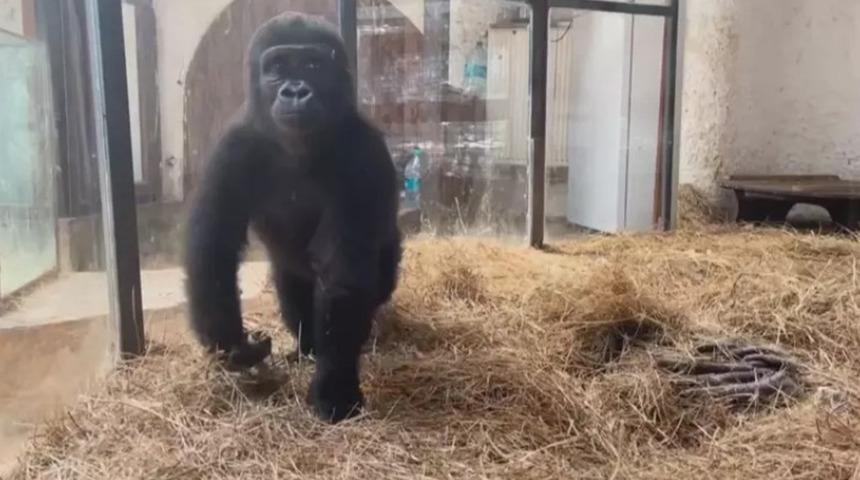 Goril'e DNA testi yaptırdılar! T&uuml;rkiye'de kalacak