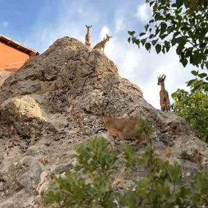 Tunceli’de dağ keçilerinin sevimli halleri gülümsetti