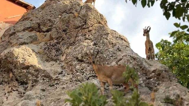 Tunceli’de dağ keçilerinin sevimli halleri gülümsetti