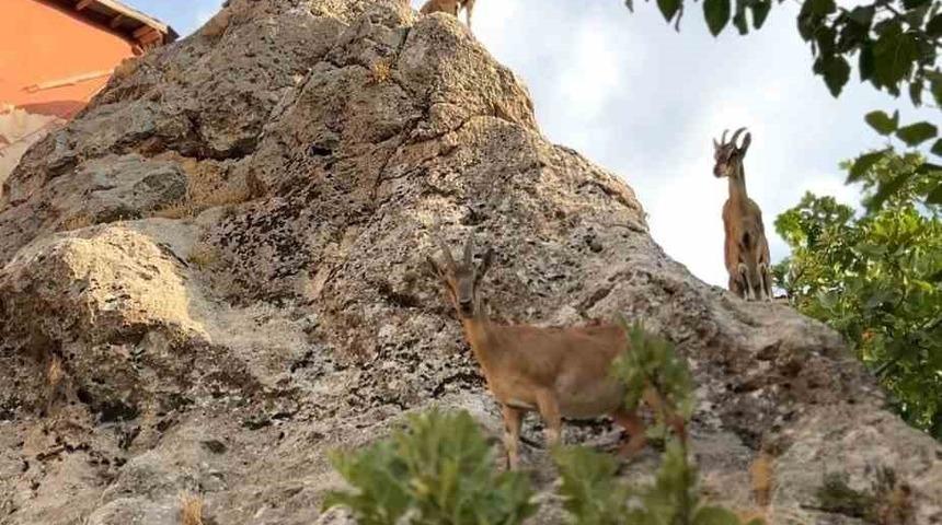 Tunceli’de dağ keçilerinin sevimli halleri gülümsetti
