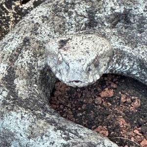 Koca engerek ile kedinin hayatta kalma mücadelesi kameraya yansıdı