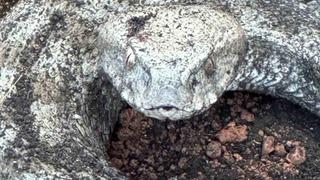 Koca engerek ile kedinin hayatta kalma mücadelesi kameraya yansıdı