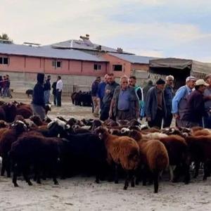 Iğdır canlı hayvan pazarı yeniden açıldı