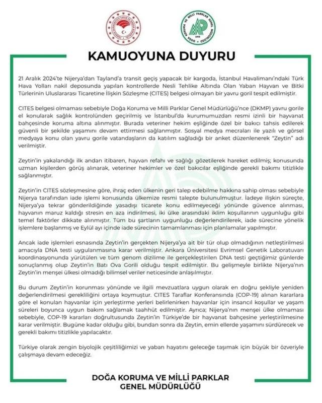 Yasak ticaretten kurtuldu, DNA testiyle kaderi değişti: Yavru goril Zeytin Türkiye’de kalacak 2