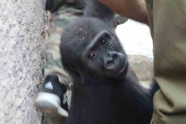Yasak ticaretten kurtuldu, DNA testiyle kaderi değişti: Yavru goril Zeytin Türkiye’de kalacak 1